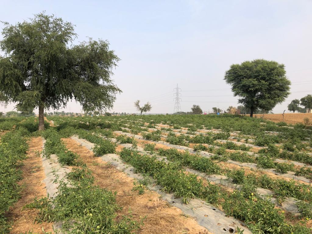 1 acre land on rent in alwar